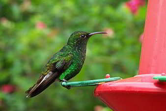 Colibrí